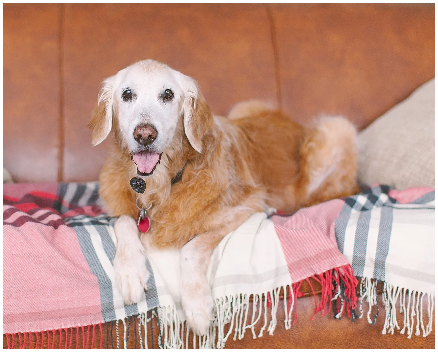 minnesota-winter-lifestyle-family-dog-photos-by-hyojin-oberg-02.JPG