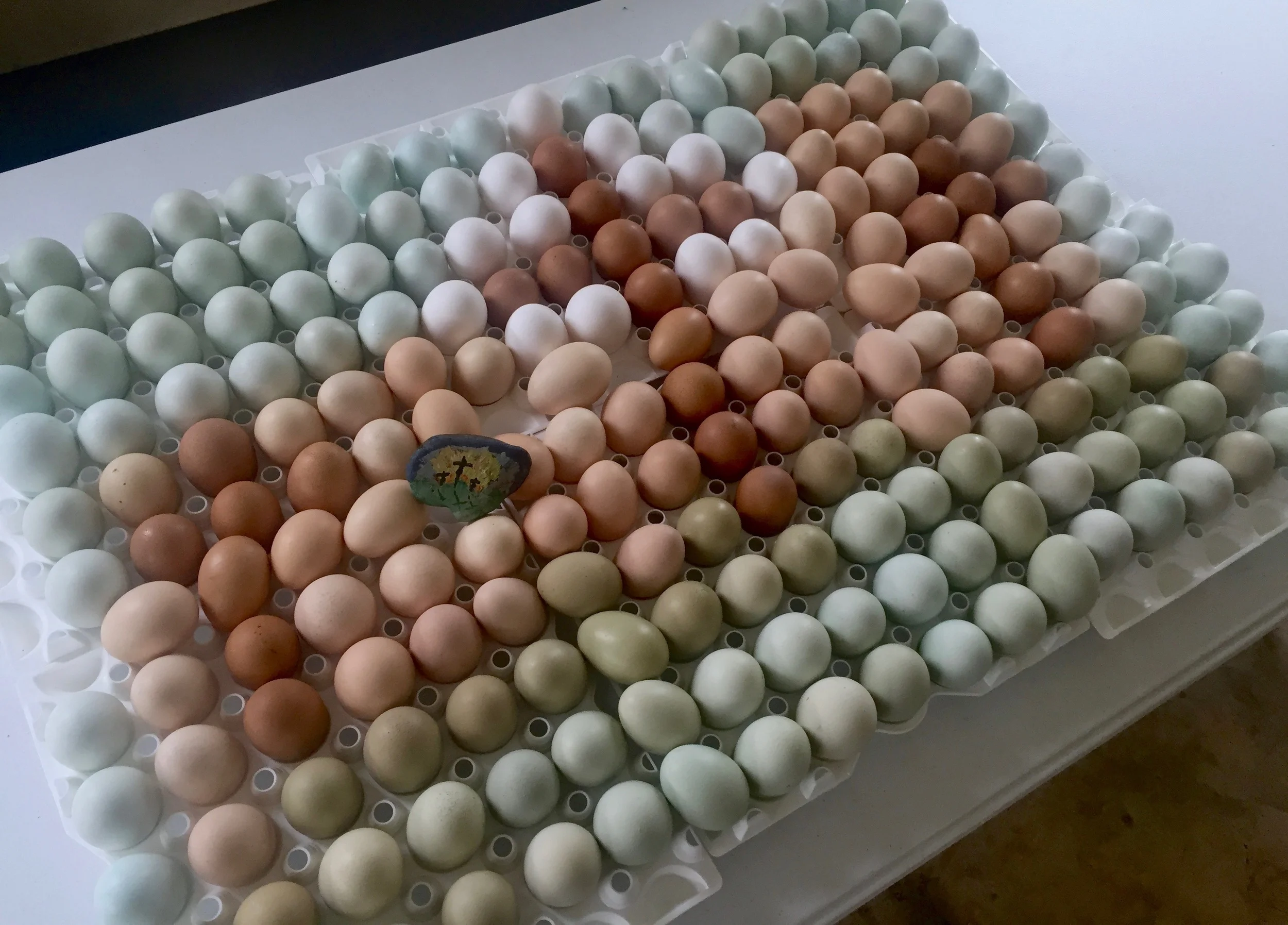 250 fresh eggs - the colors they were laid.