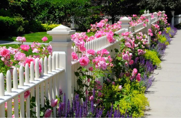 picket_fence_roses.jpg
