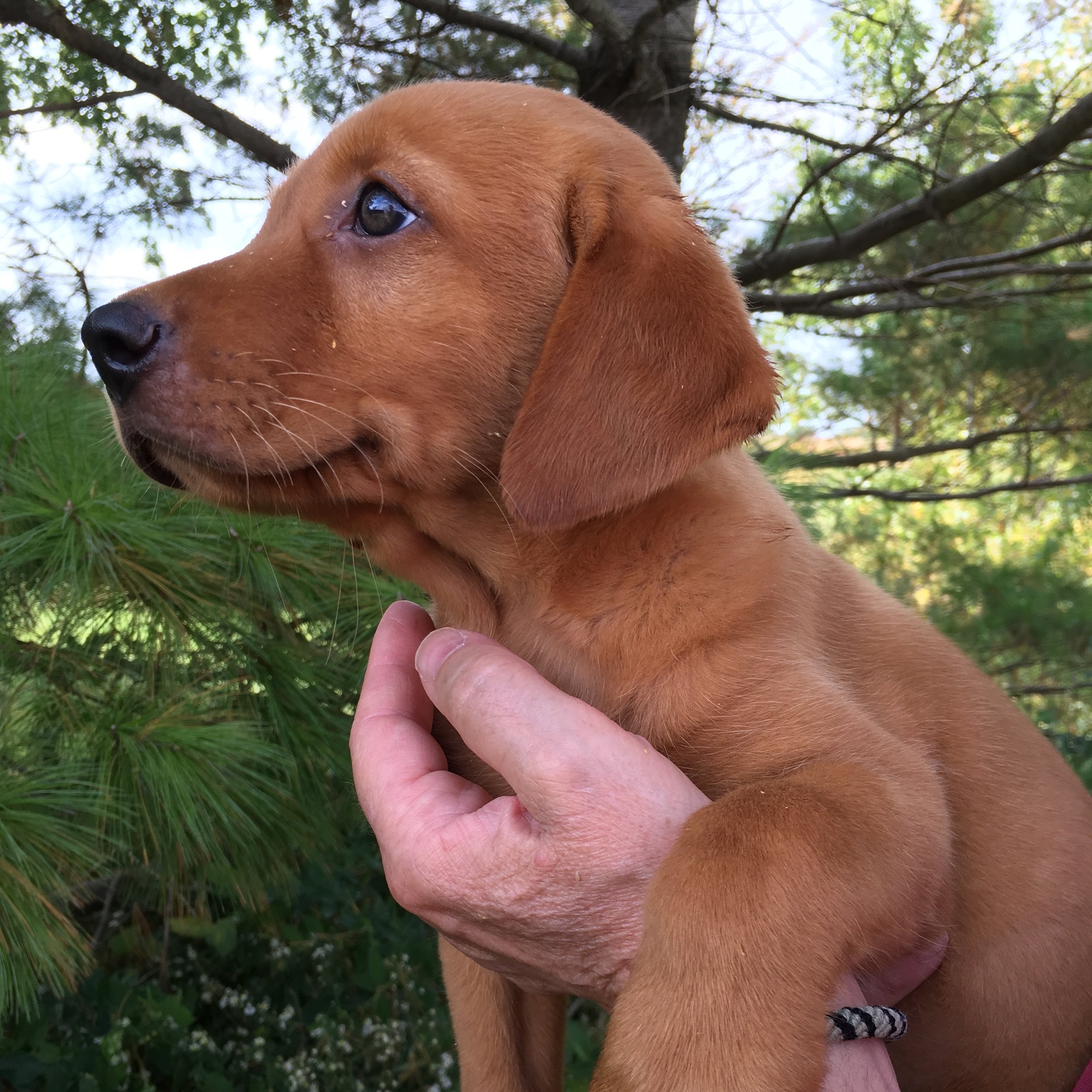 purebred fox red labrador