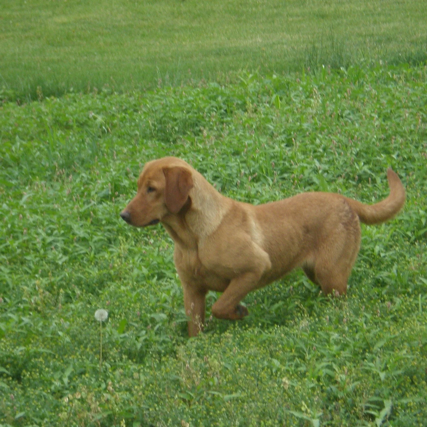 Our Females — Fox Red Pointing Lab Puppies For Sale - Iowa Red Labs ...