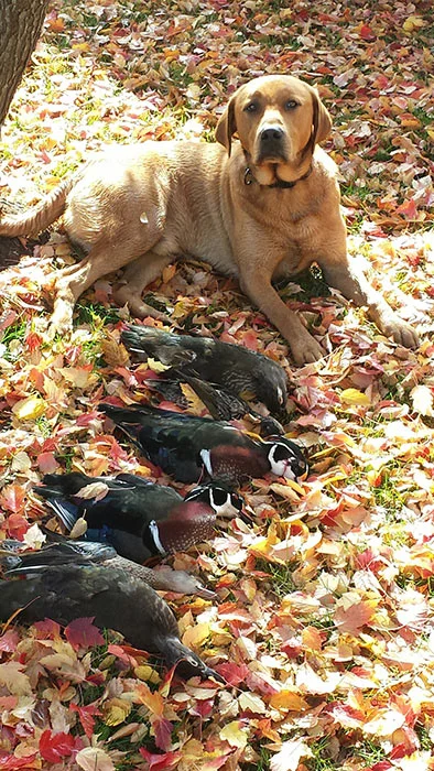 Iowa-Red-Labs-fox-red-puppies-for-sale-photo-gallery-2.jpg