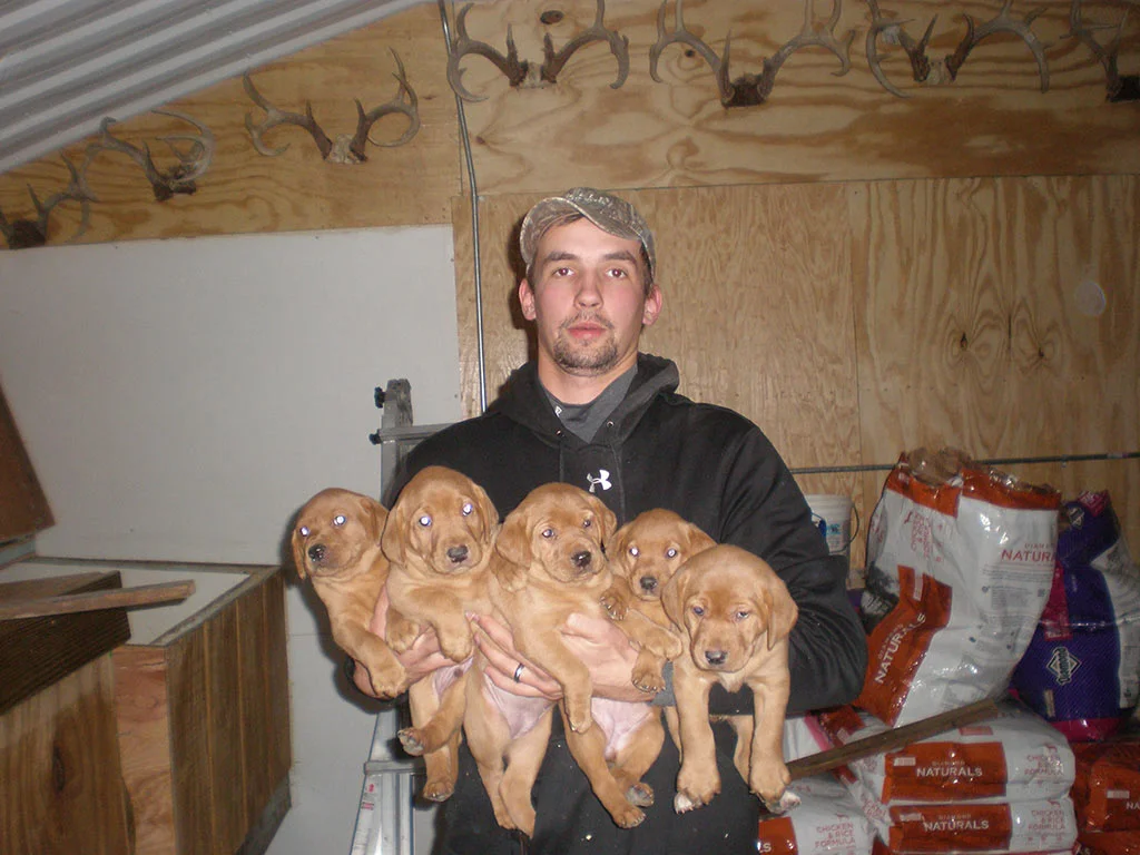 Iowa-Red-Labs-fox-red-puppies-for-sale-photo-gallery-7.jpg