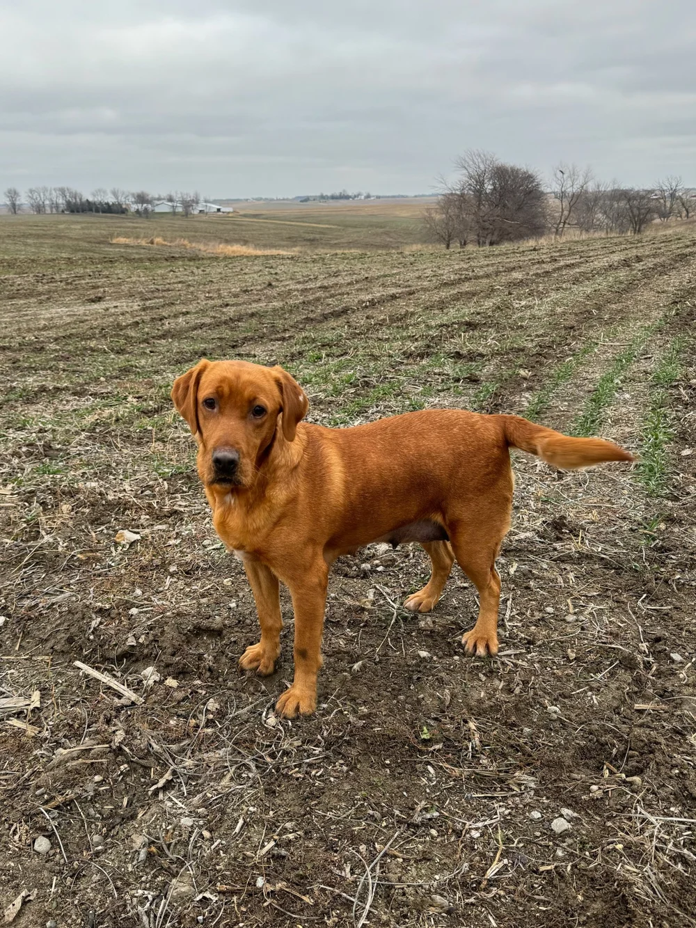 Our Females — Fox Red Pointing Lab Puppies For Sale - Iowa Red Labs ...