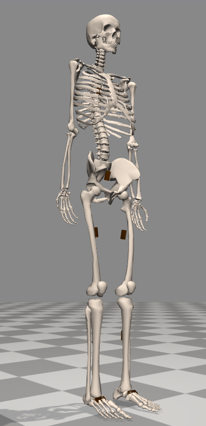Open_Sim_Skeleton.PNG