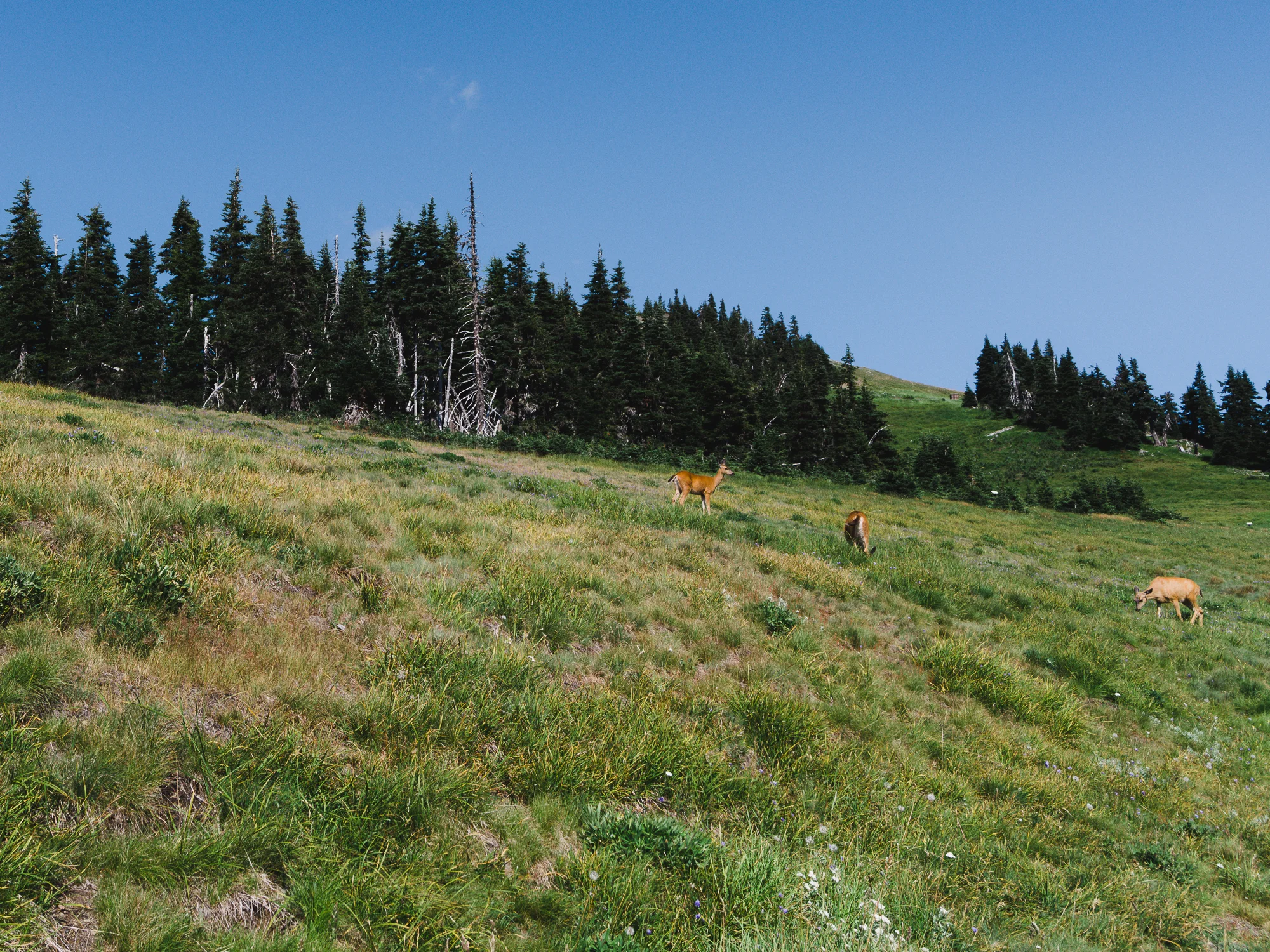 _LFH4676_OlympicPeninsula.jpg