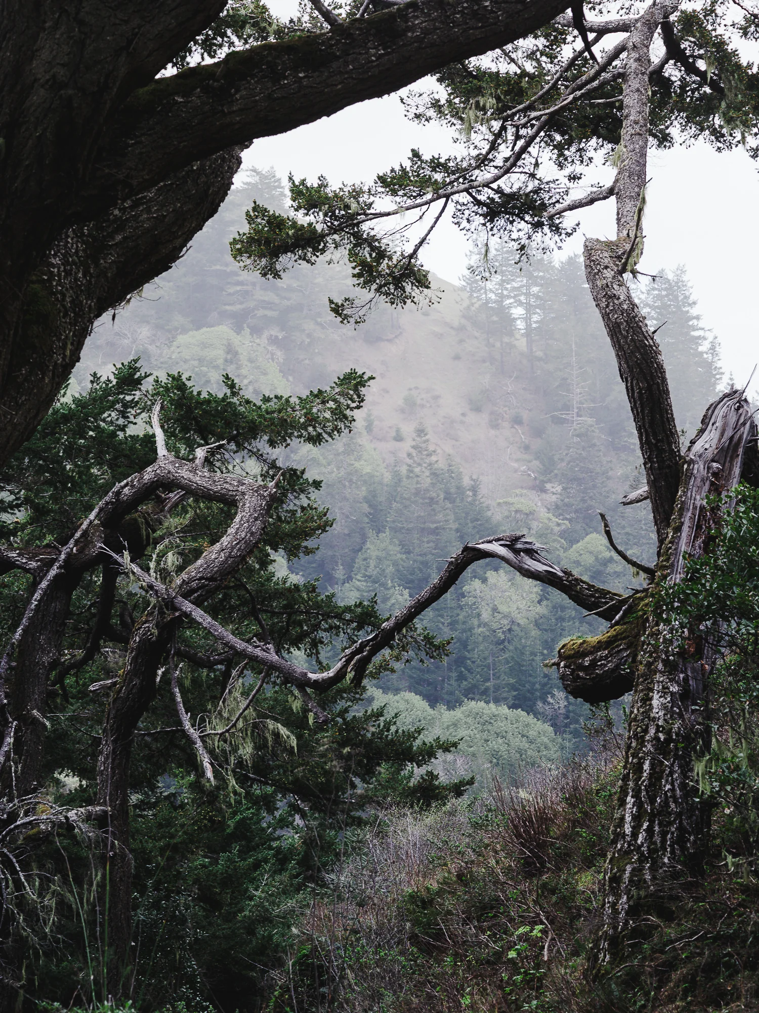 _LFH0541_LostCoastII.jpg