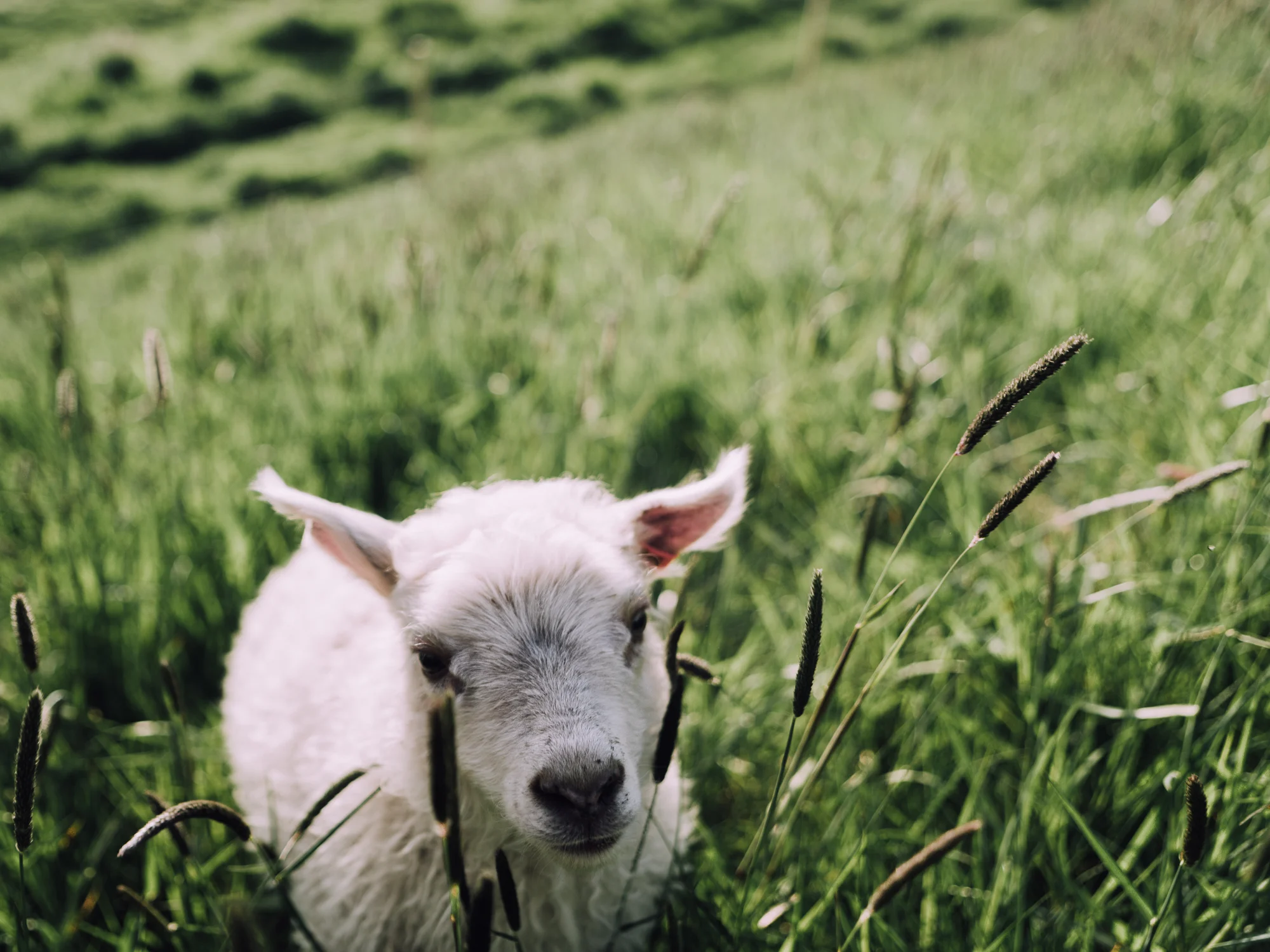 _LFH3812_Iceland.jpg