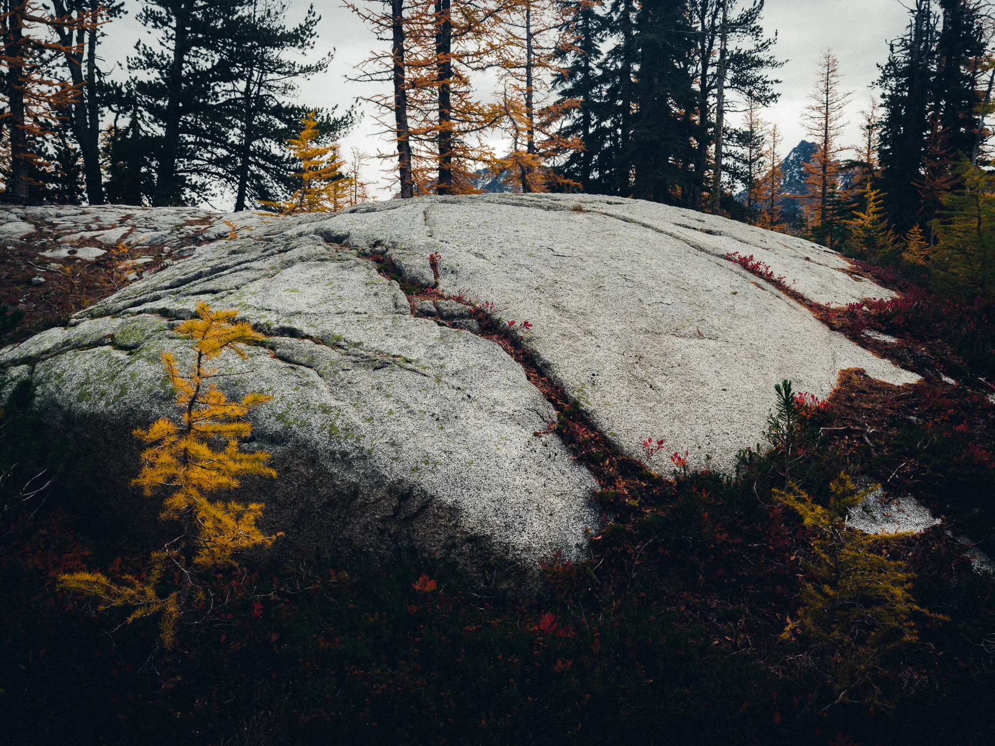 _LFH7218_Enchantments-2.jpg