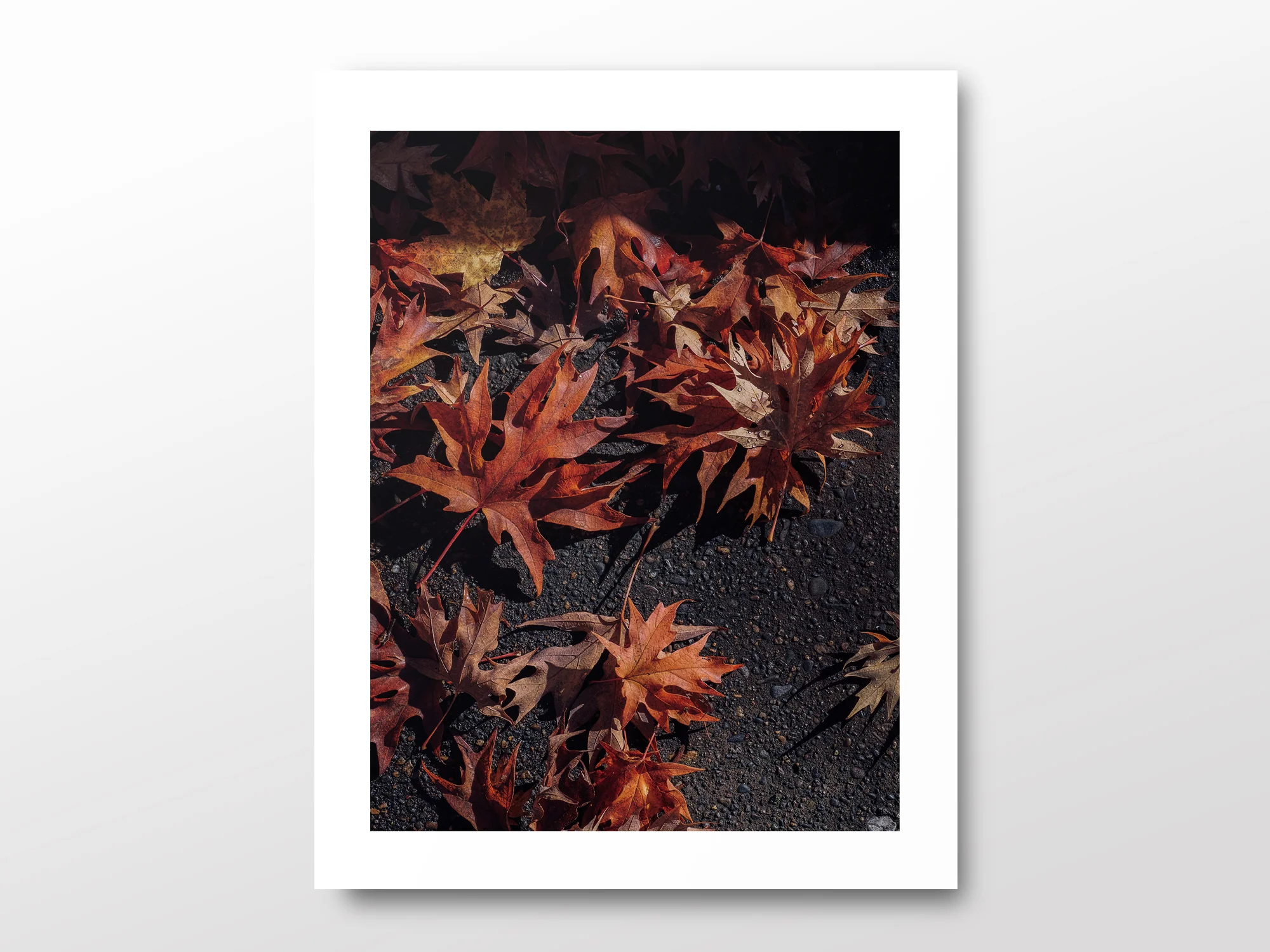 AutumnLeaves_11x14.jpg