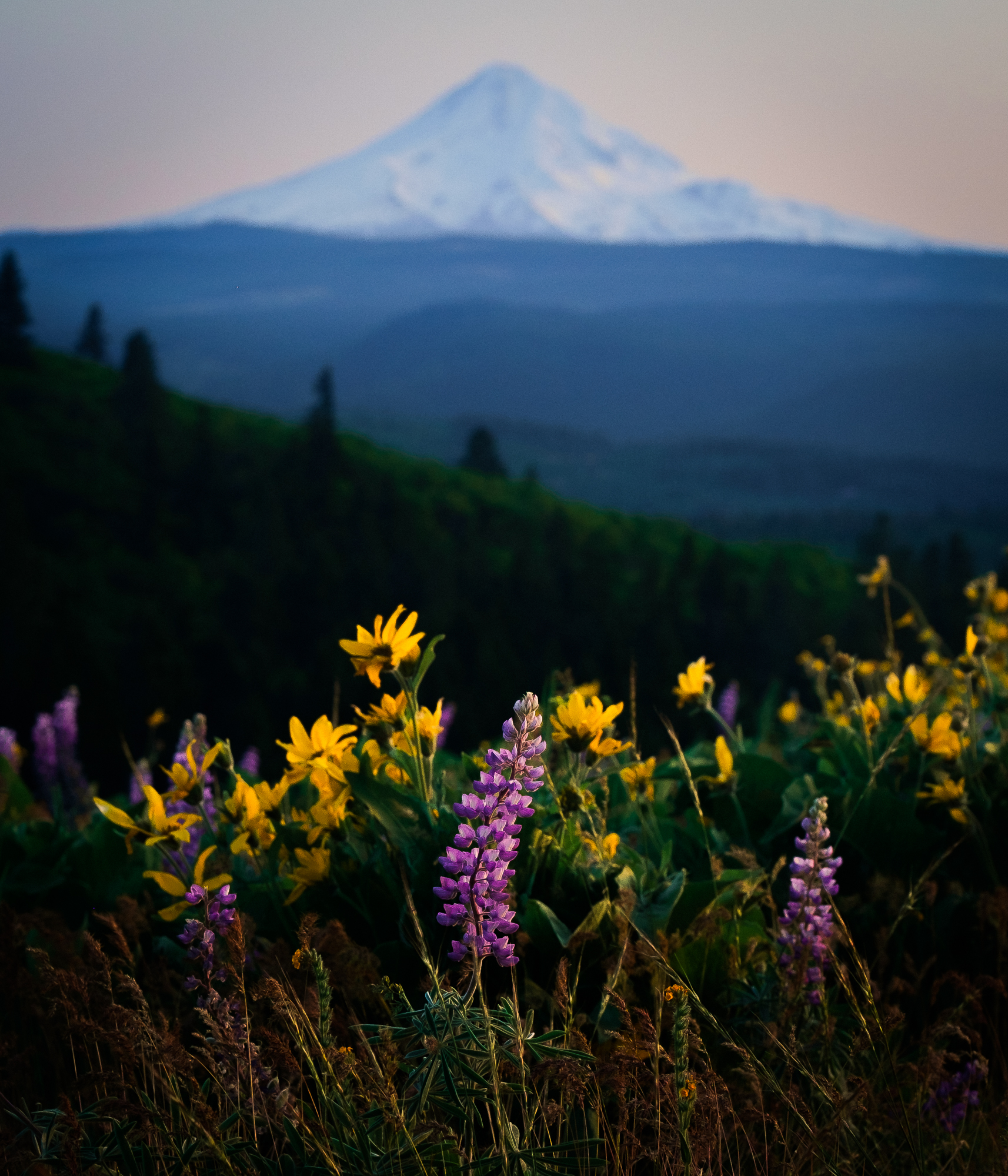 Lupine and Mt. Hood, Oregon