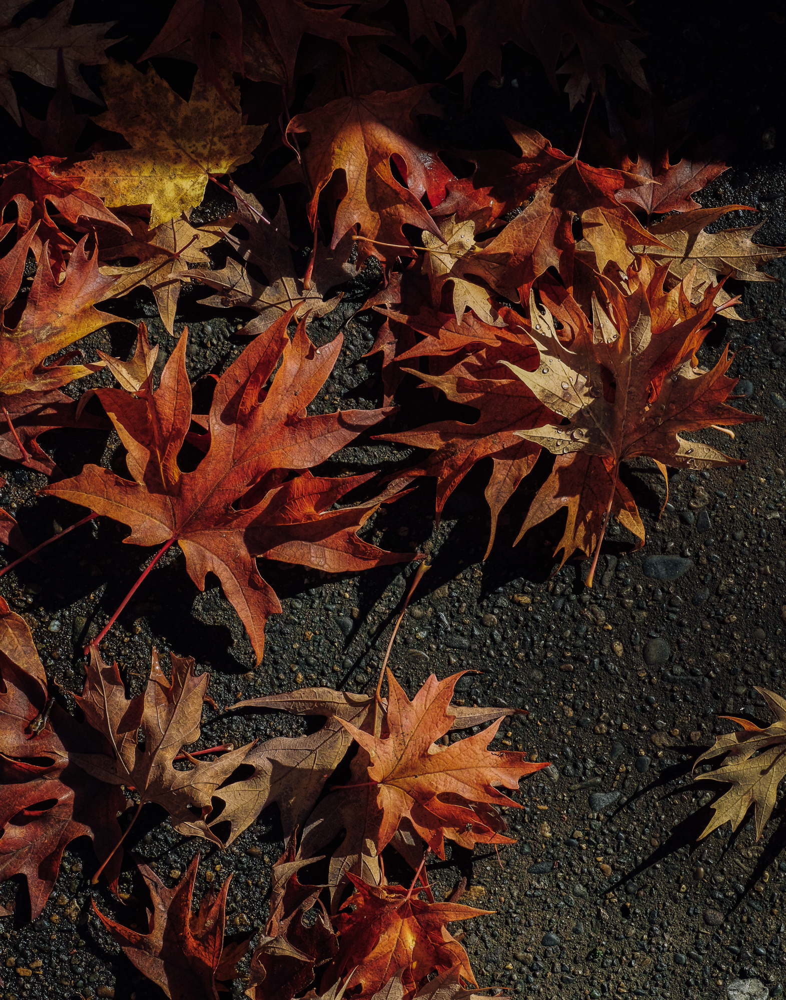 SDIM0023_AutumnLeaves_11x14.jpg
