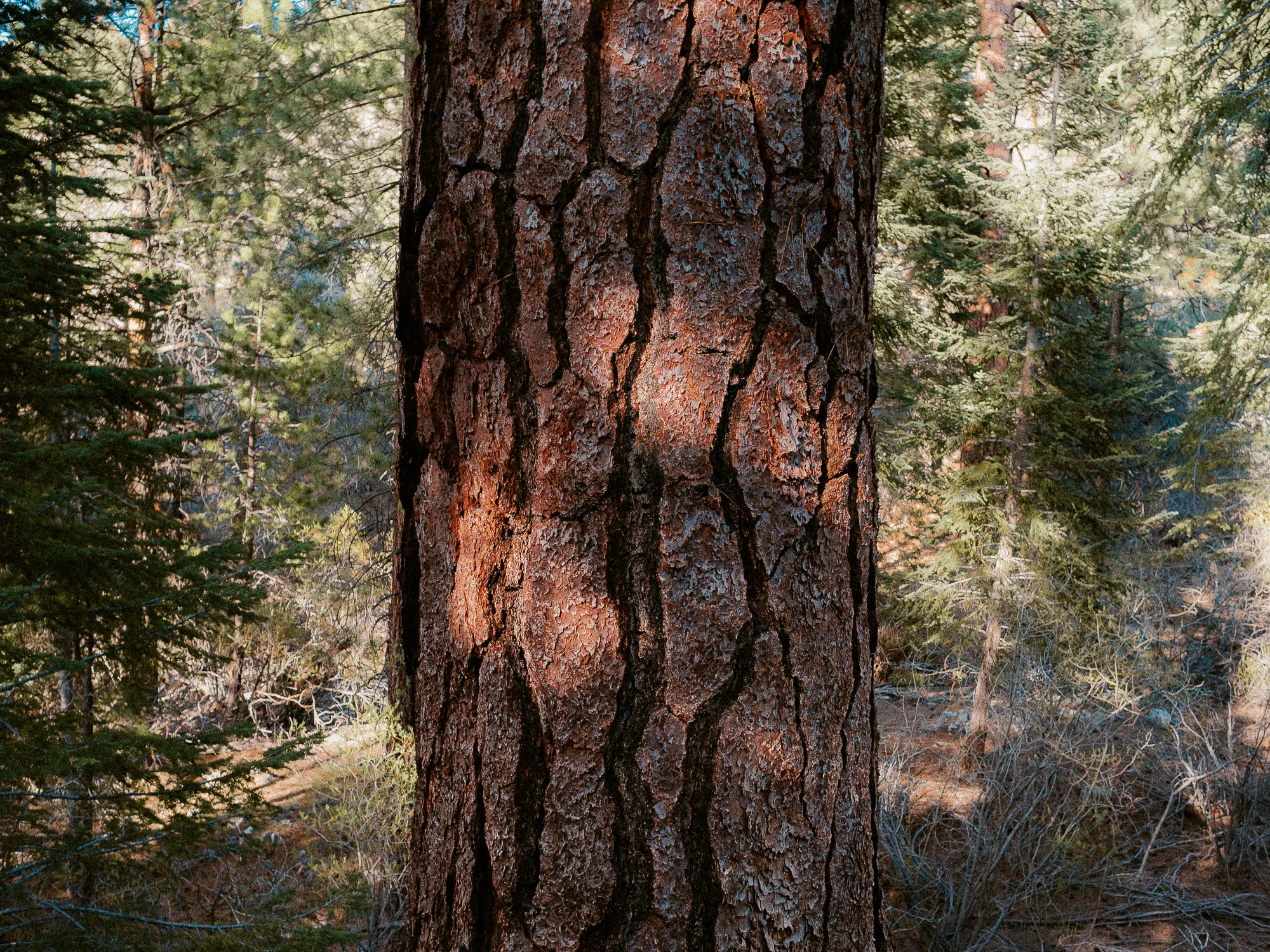 Ponderosa Pine