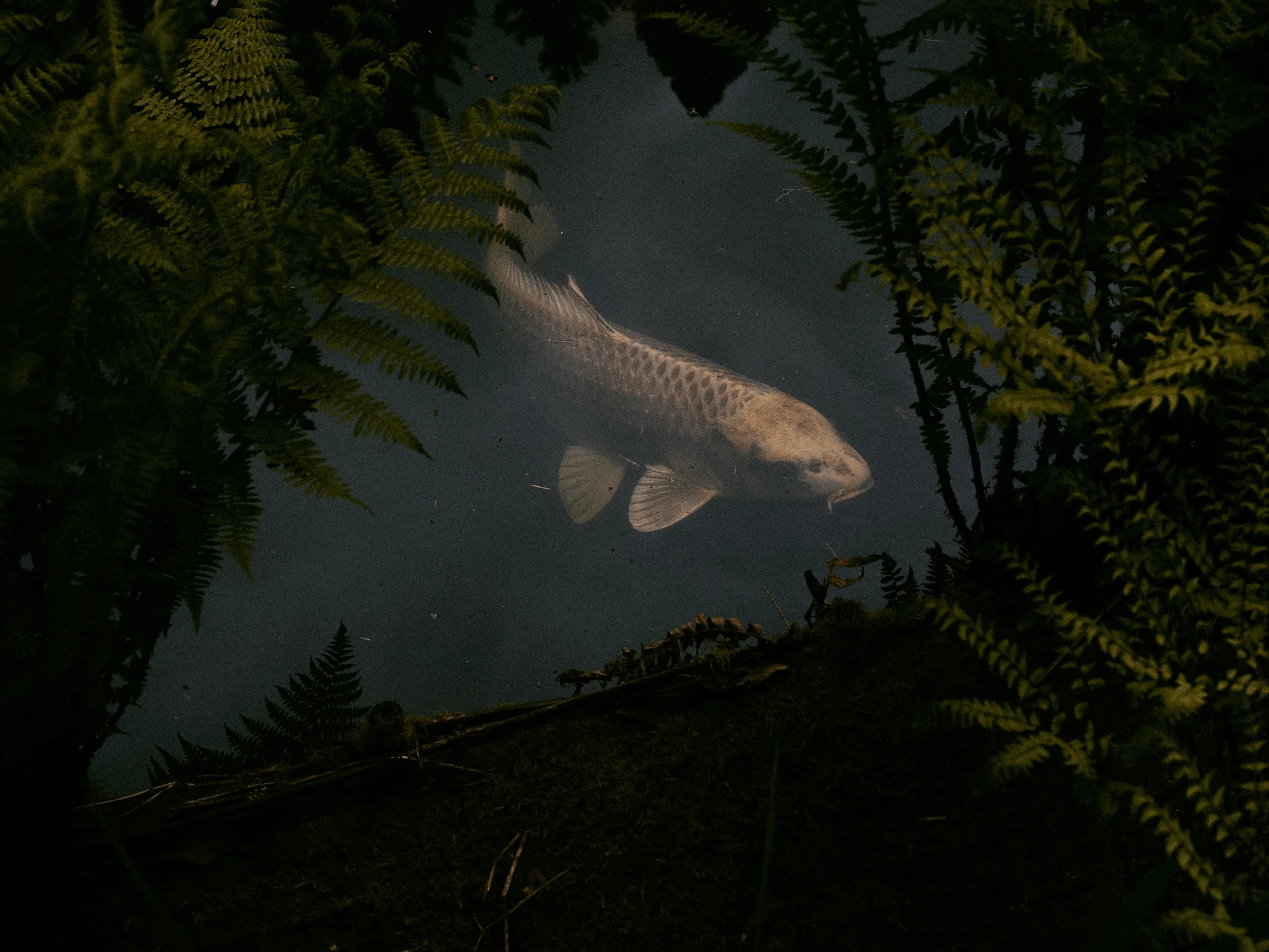 Koi