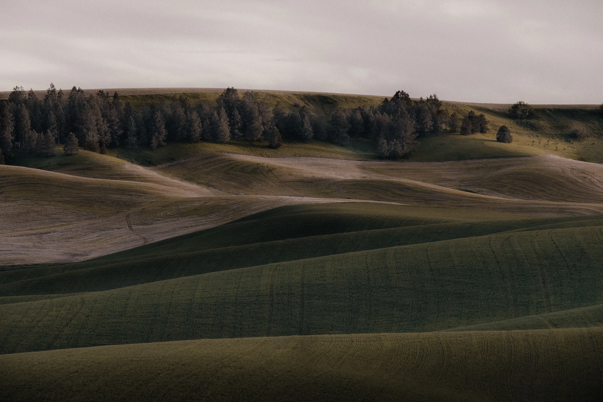 DSCF6531_Palouse.jpg