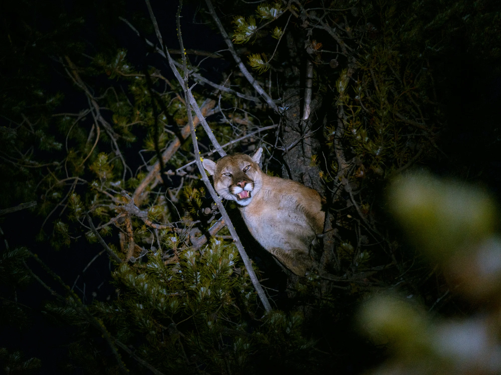 DSCF0240_Cougar.jpg