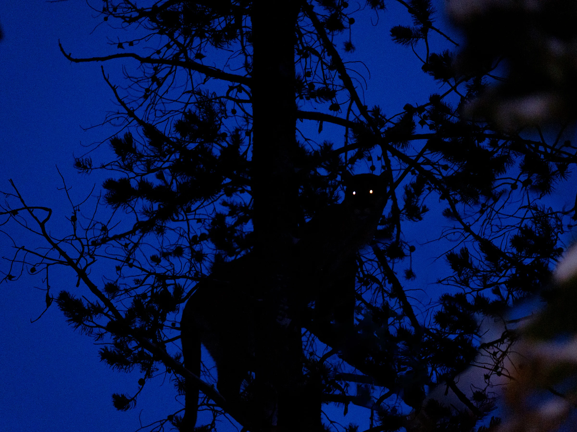DSCF0297_Wildcat.jpg