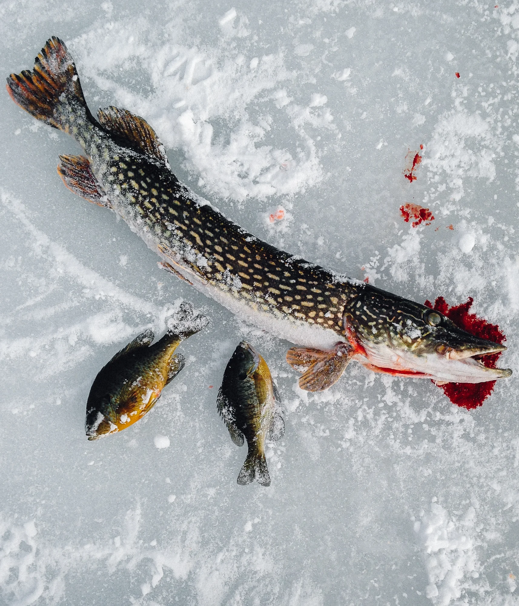 IMG_1354_IceFishing.jpg