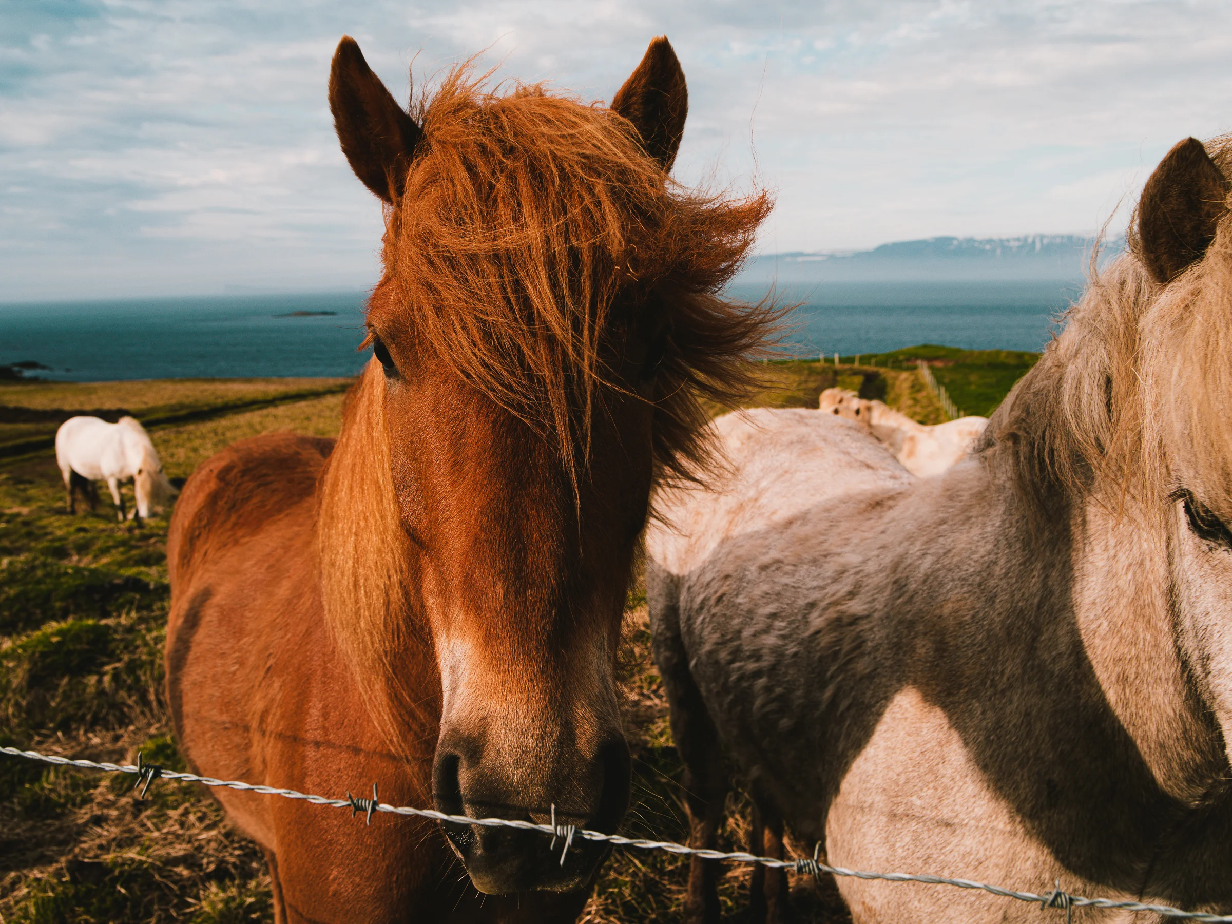 _LFH3882_Iceland-Gallery.jpg