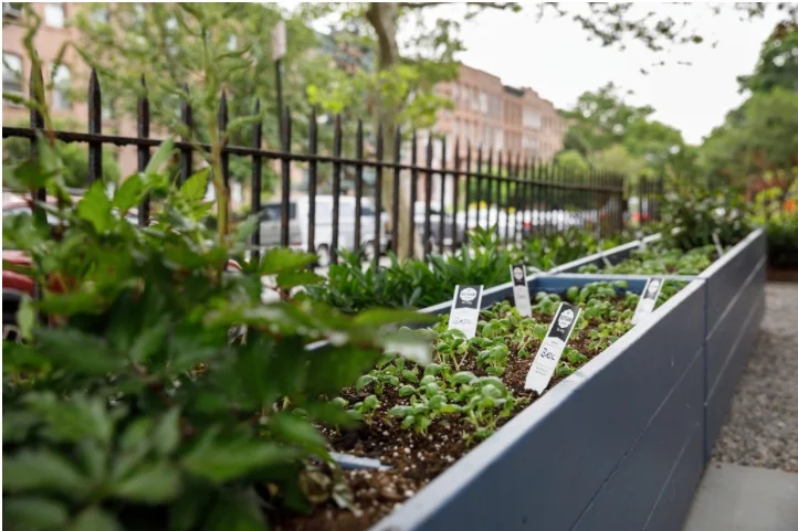 New York Times: Garden Opening Announcement!