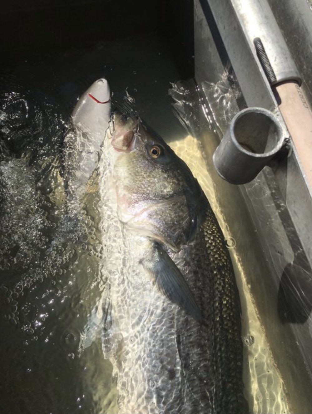 Nighttime Swimbait Fishing for Largemouth Bass on Cape Cod - My