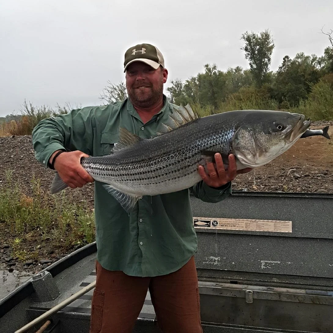 Mike's Fishing Guide & Charter Service For Sacramento River Fishing King Salmon, Striped Bass