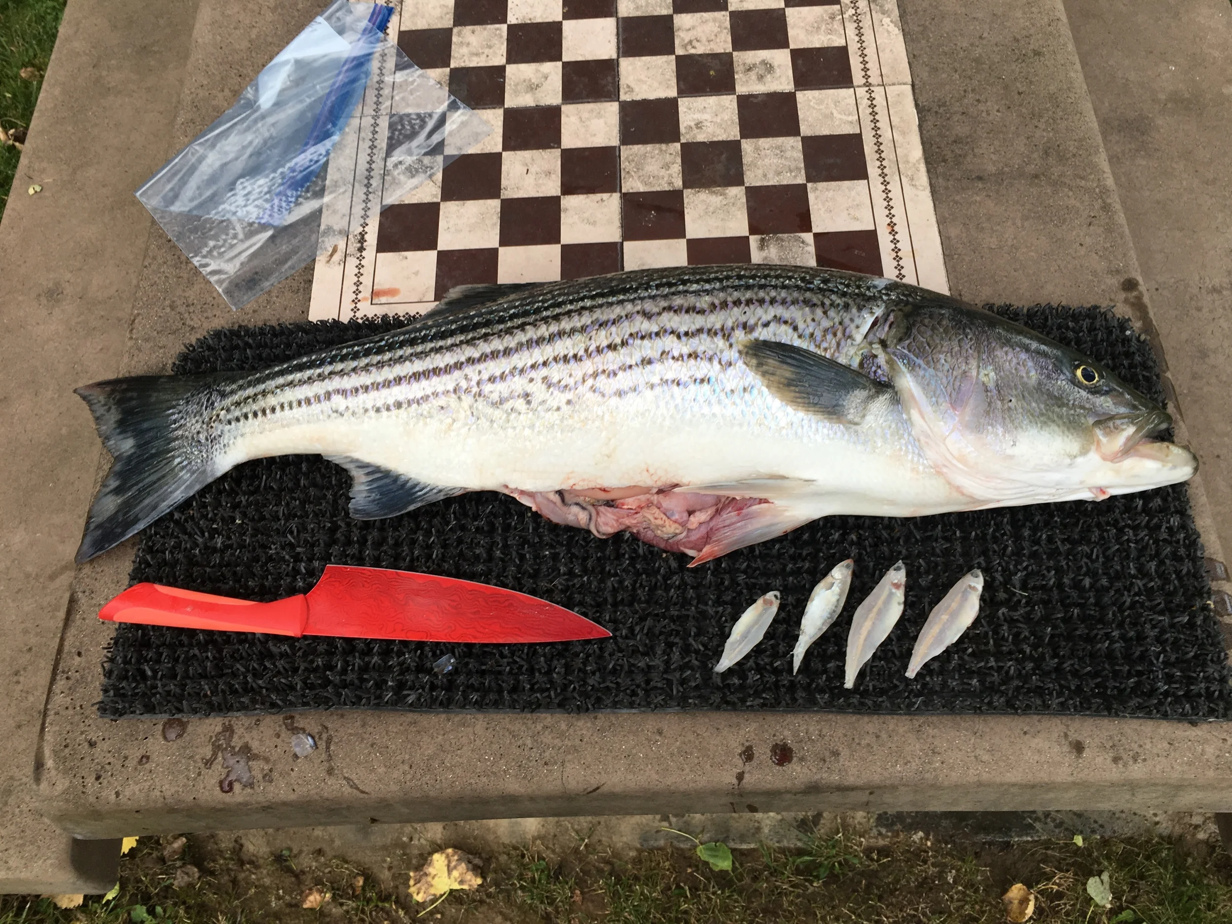 14 pound striped bass caught on May 23, 2016 at first daylight. This striped bass was clearly doing his part to add to the already troubled Sacramento River Chinook salmon runs. 