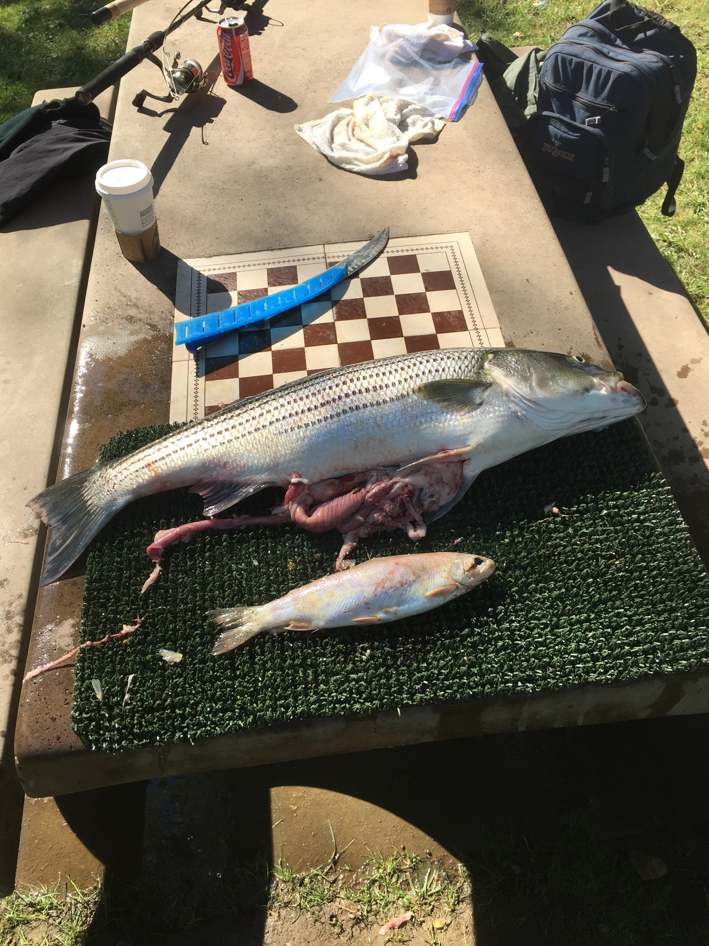 Get them before the stripers do!!!