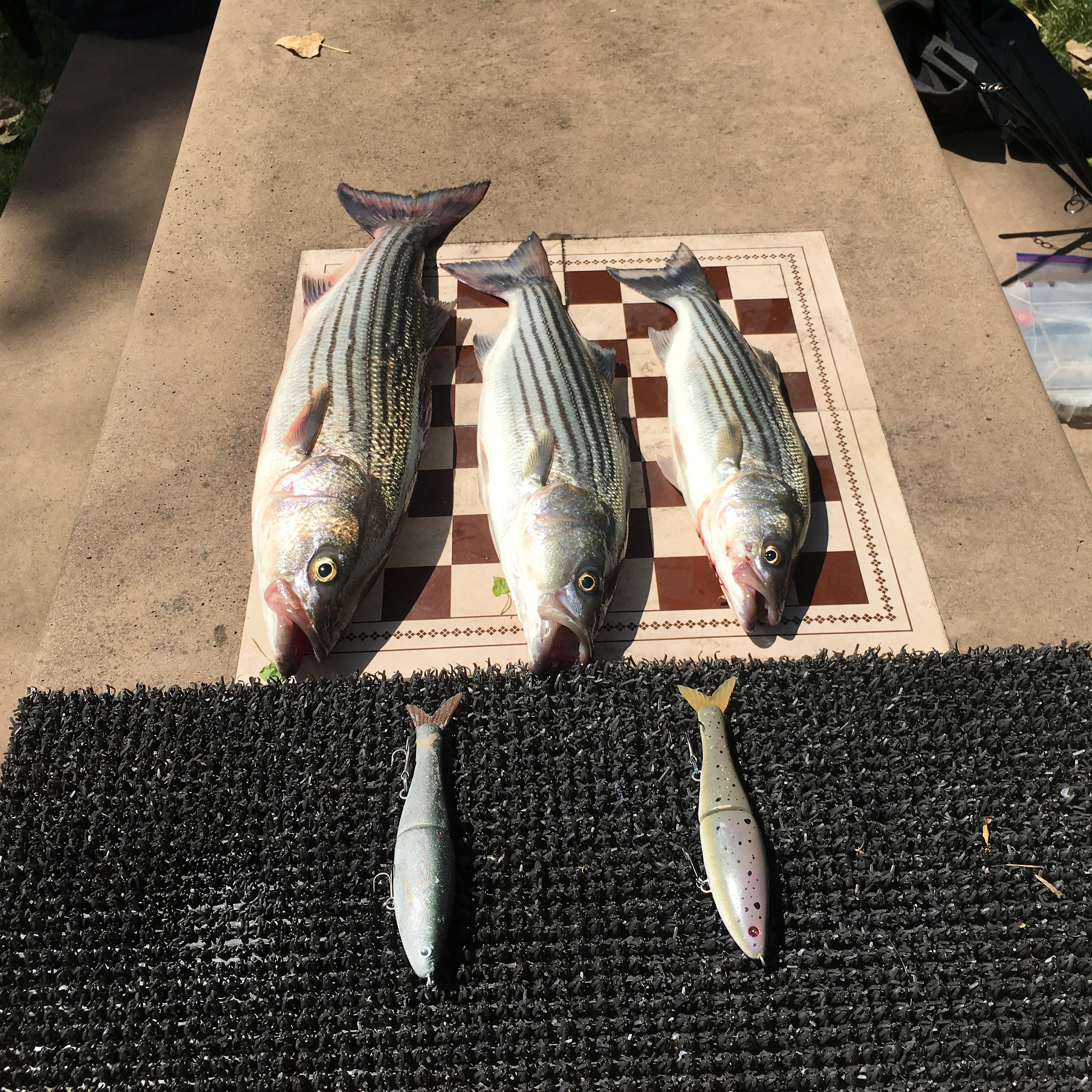 Mike's Fishing Guide & Charter Service For Sacramento River Fishing King Salmon, Striped Bass