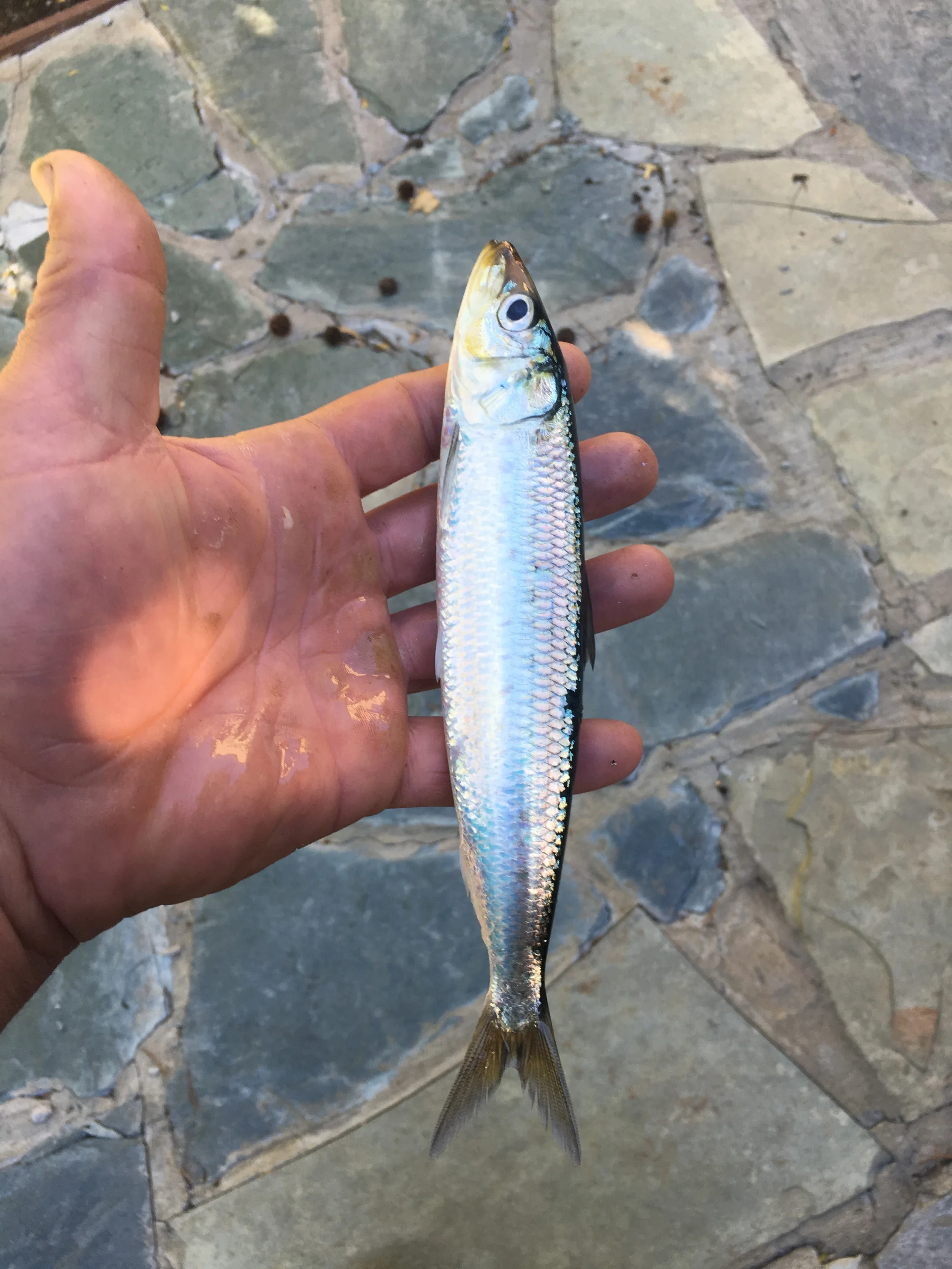 Sardines. The best bait for Sacramento River king salmon.