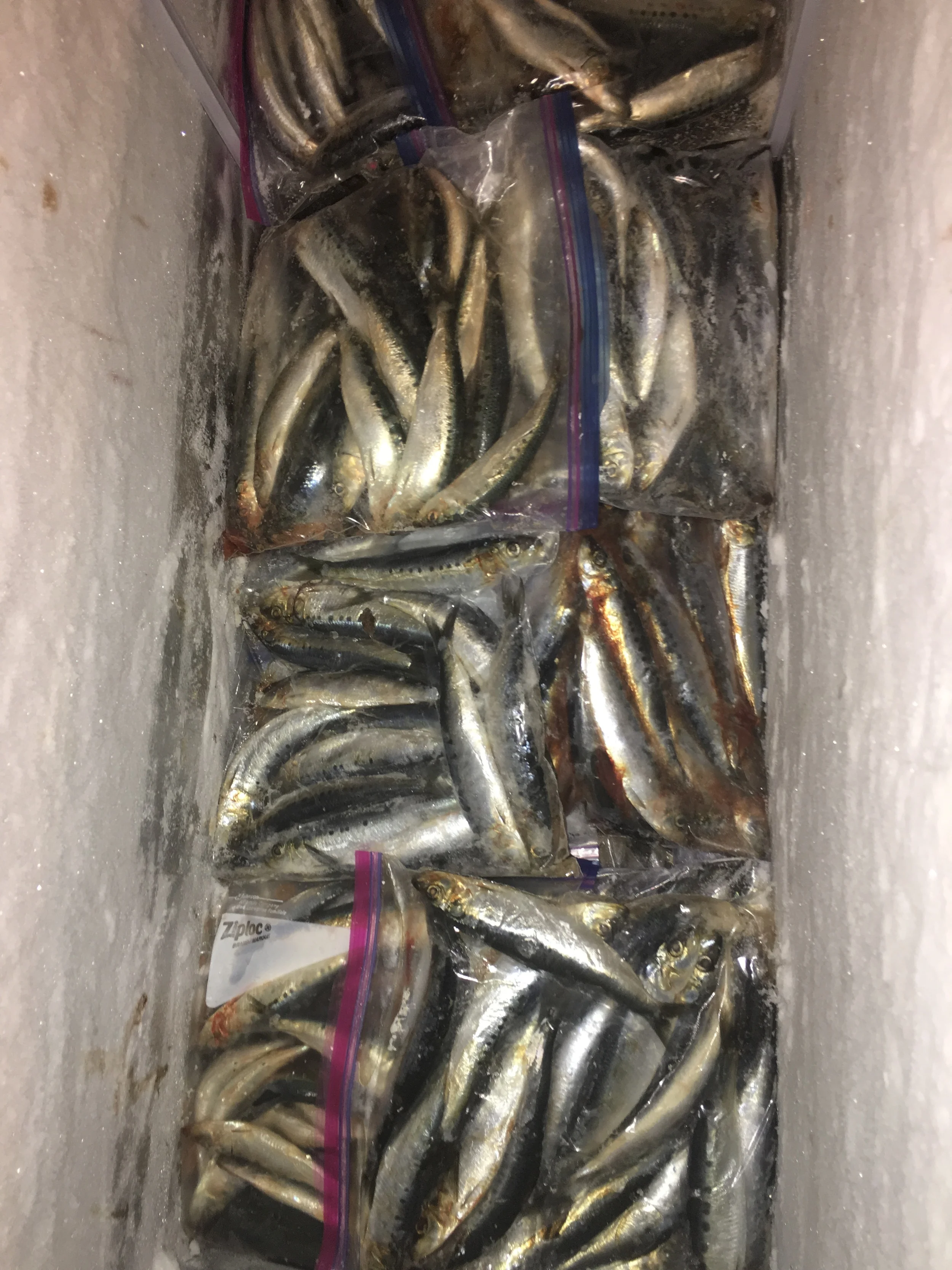 Salmonsacriver.com salmon fishing bait for 2016.