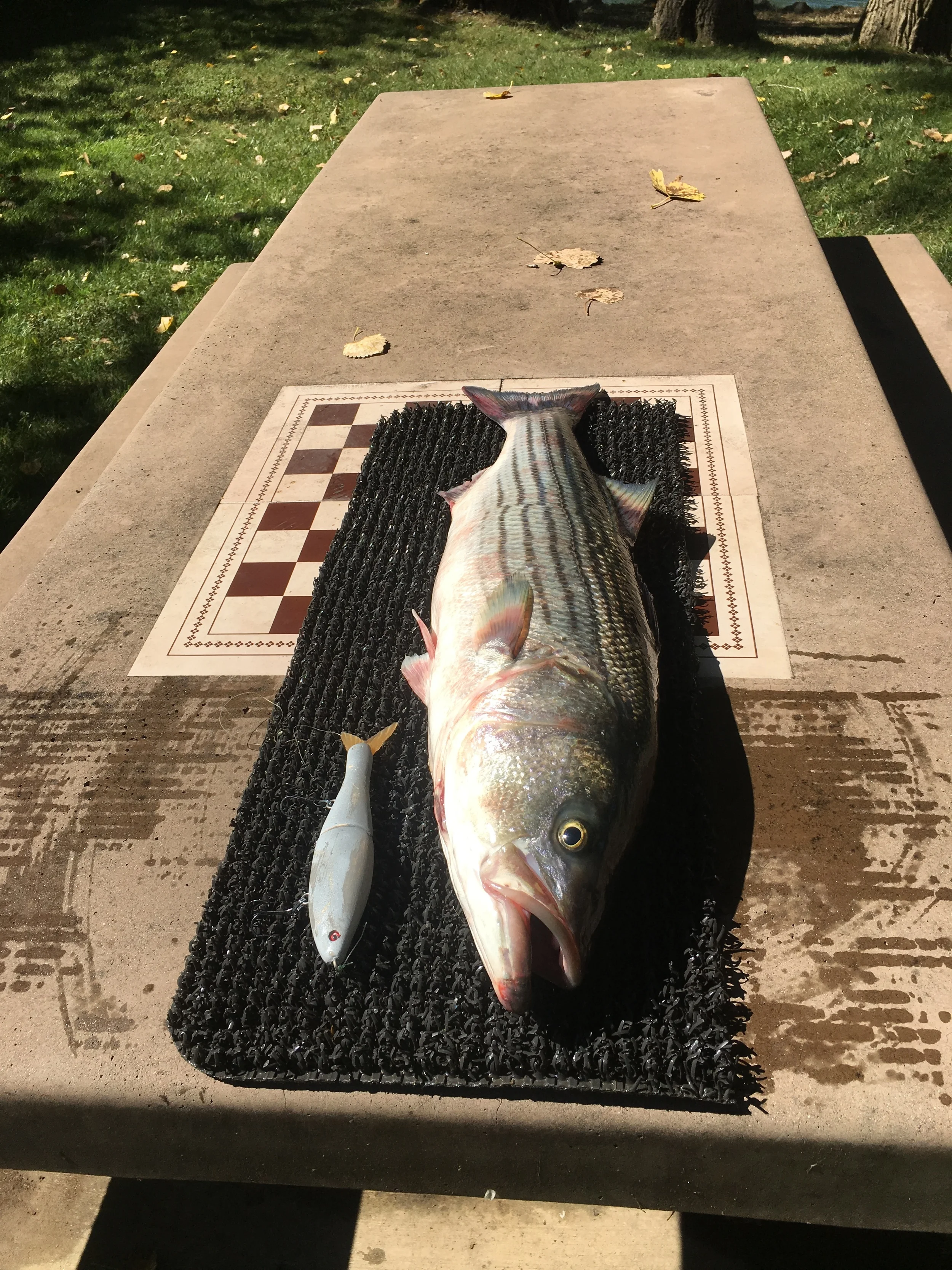 14 pound Sacramento River striped bass going to the butcher shop.