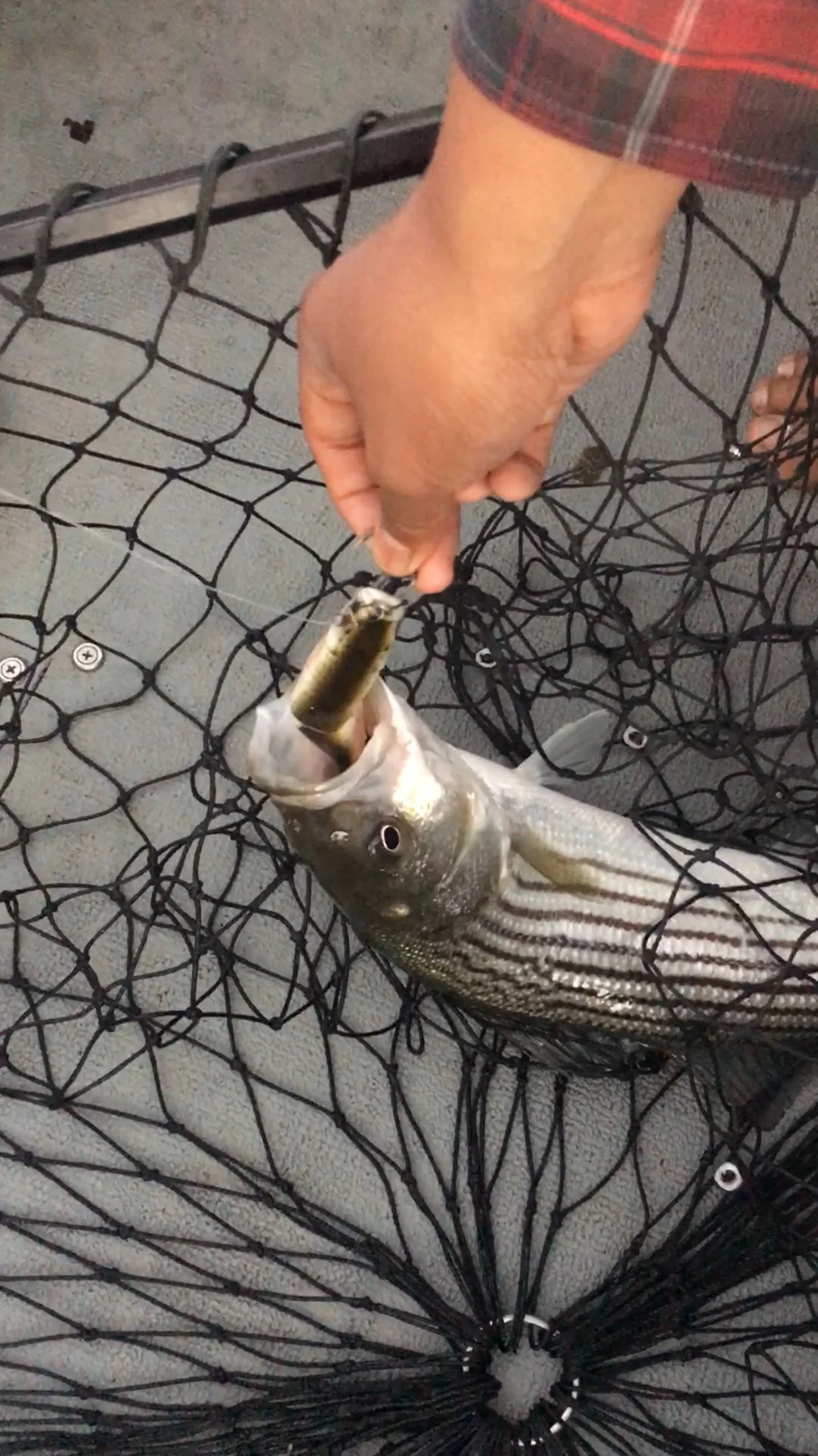 Sacramento River pumping out the striped bass for fishing guide Mike Rasmussen