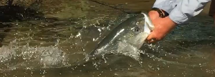 36 inch Sacramento River striped bass being released by Mike Rasmussen