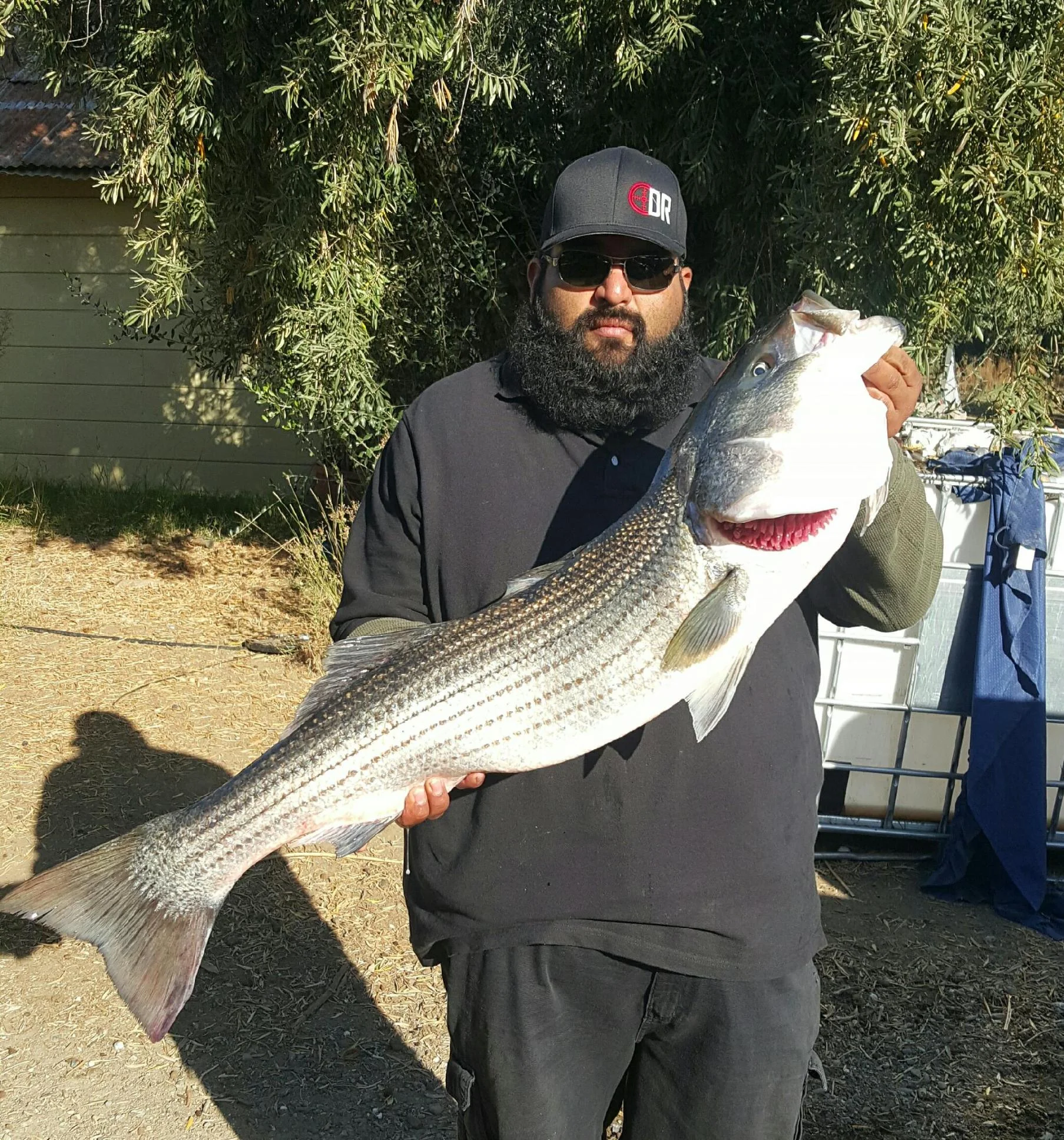 Sacramento River 40 inch striped bass caught October 18, 2016