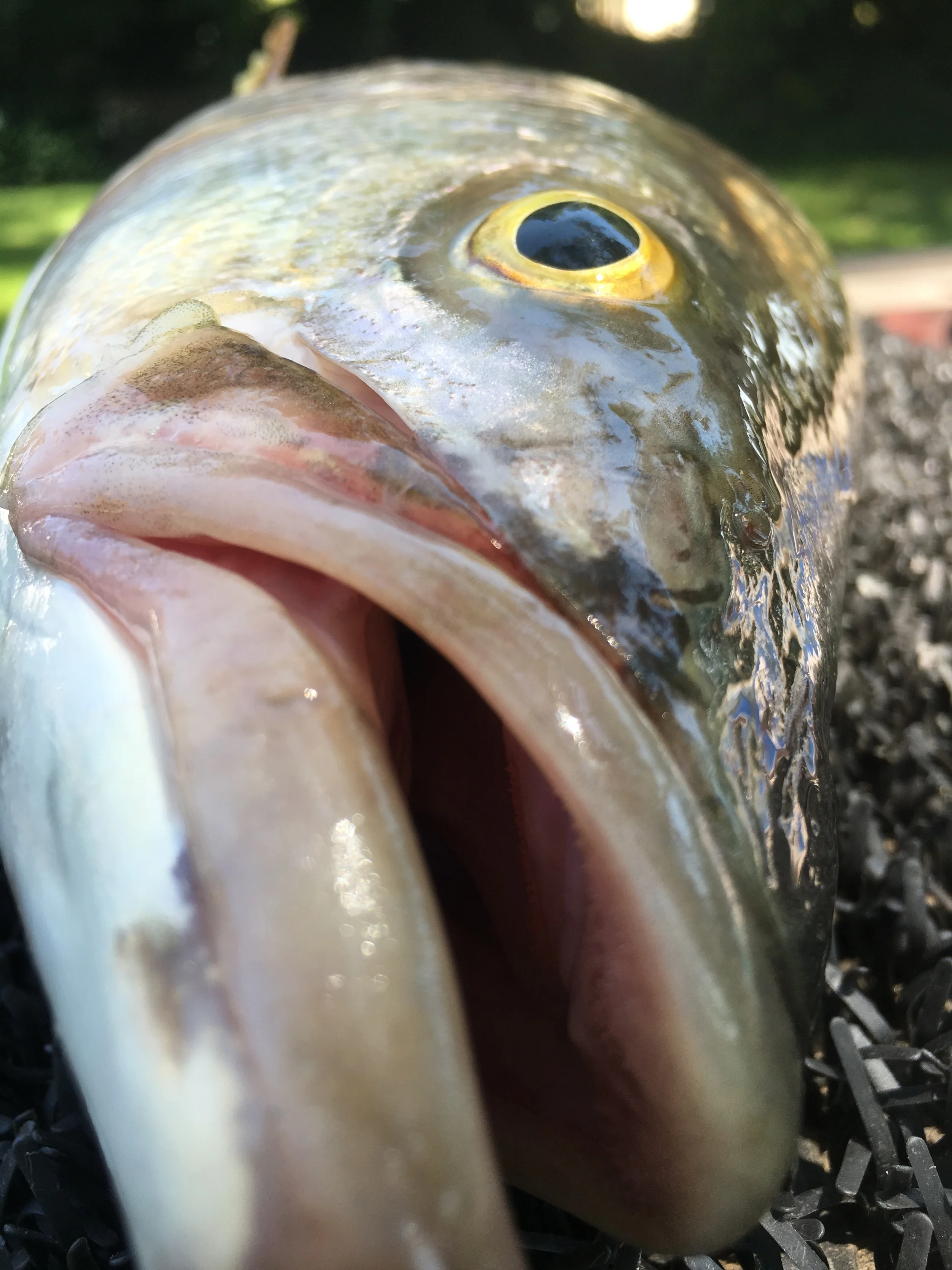 Sacramento River striped bass eye to eye