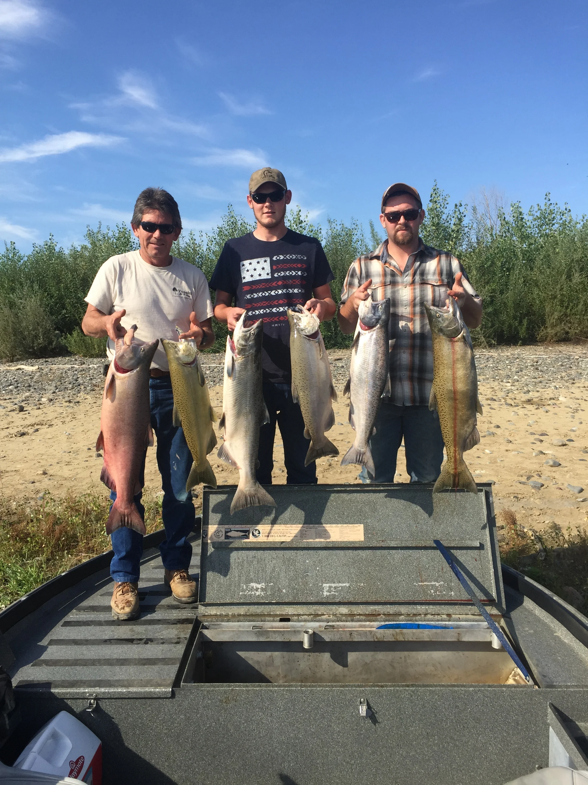 Sacramento River Guided Salmon Fishing Trip Produces Limits of King Salmon
