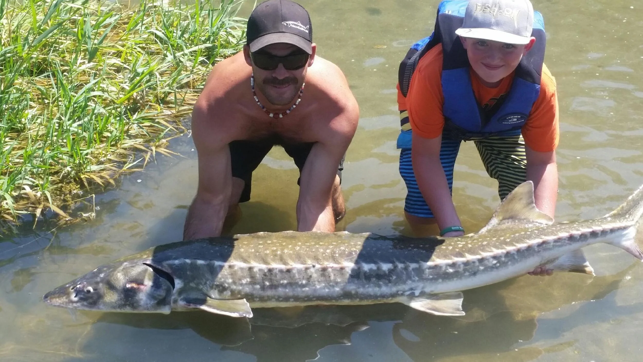 Rare Sacramento River Green Sturgeon 