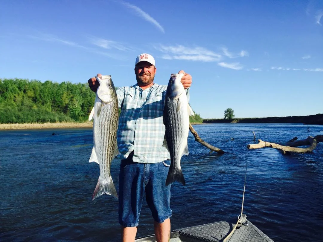 Mike Rasmussen with SalmonSacRiver.com holds a limit of striped bass