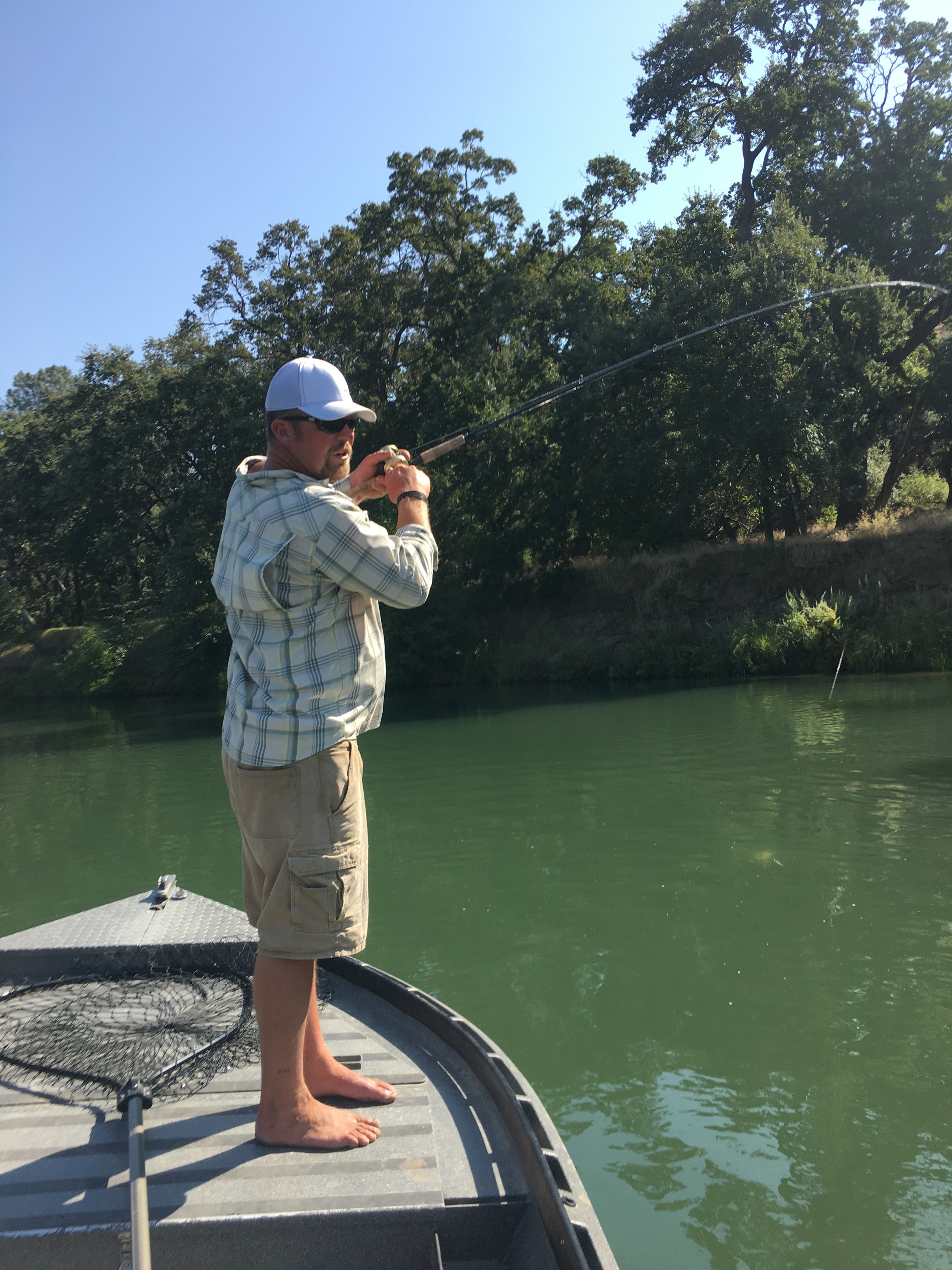 20 pound Sacramento River Striped Bass on the line