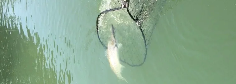 Sacramento River Striped Bass Getting Netted