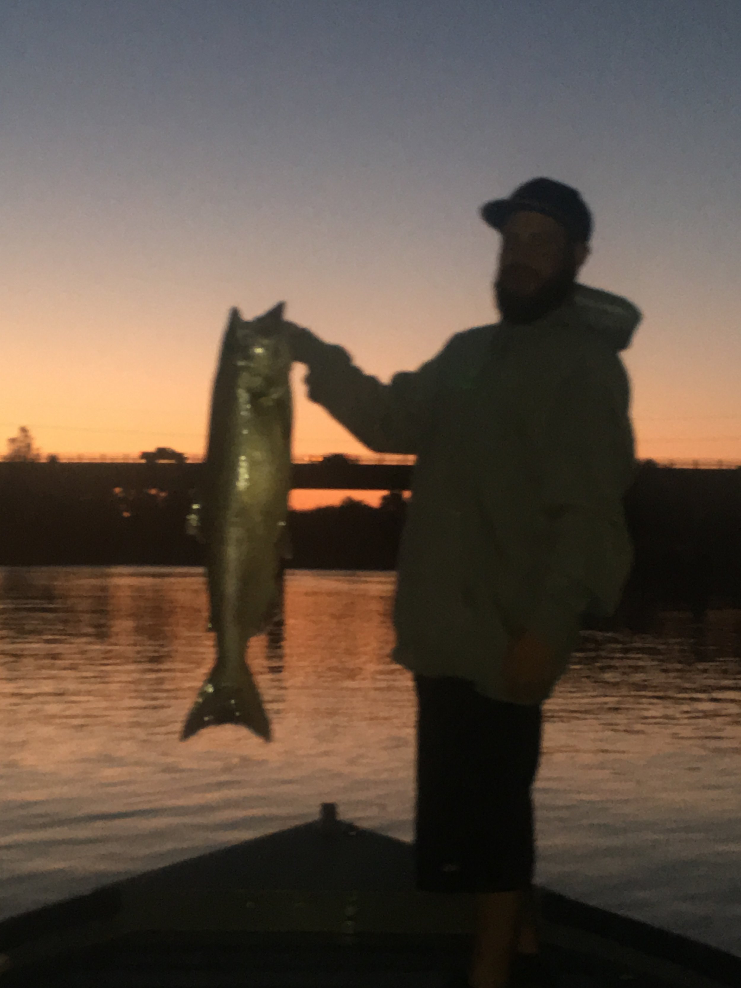 Classic Chrome Sacramento River salmon caught August 27, 2016