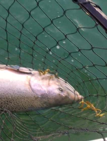Sacramento River King Salmon In The Net!!