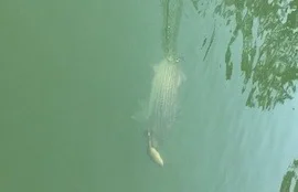 Sacramento River Striped Bass on August 17, 2016