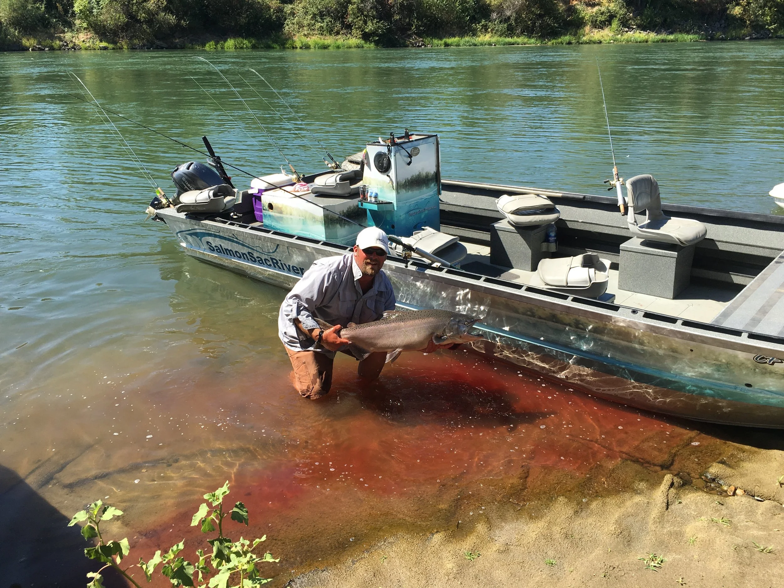 Sacramento River Salmon Bloodbath On August 28, 2016
