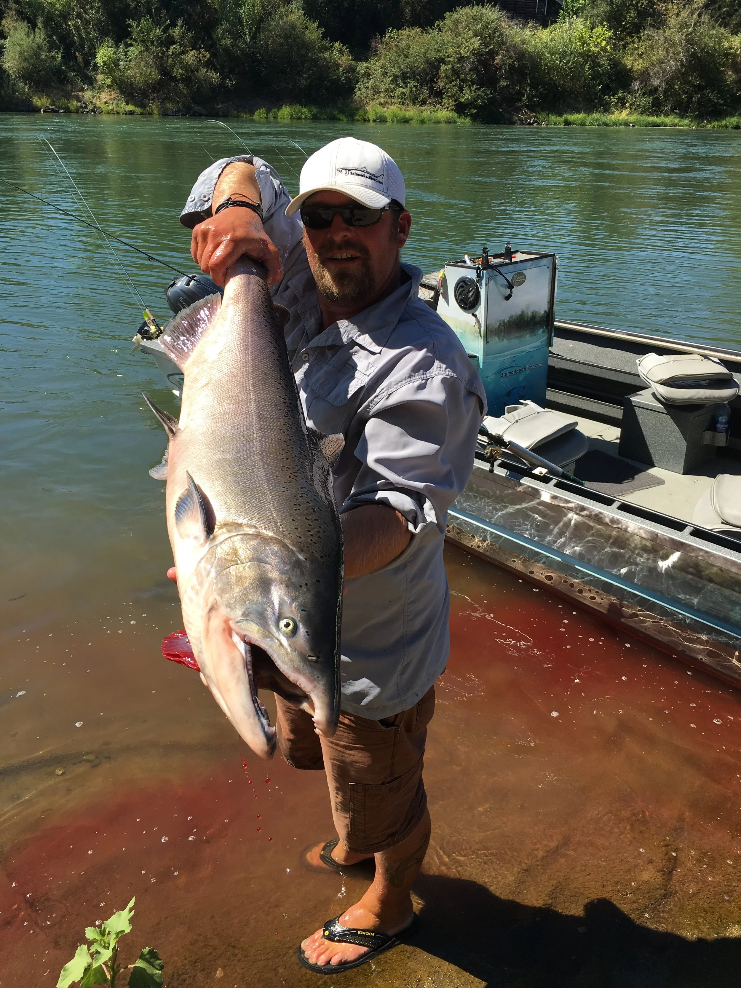 Sacramento River King Salmon September, 2016