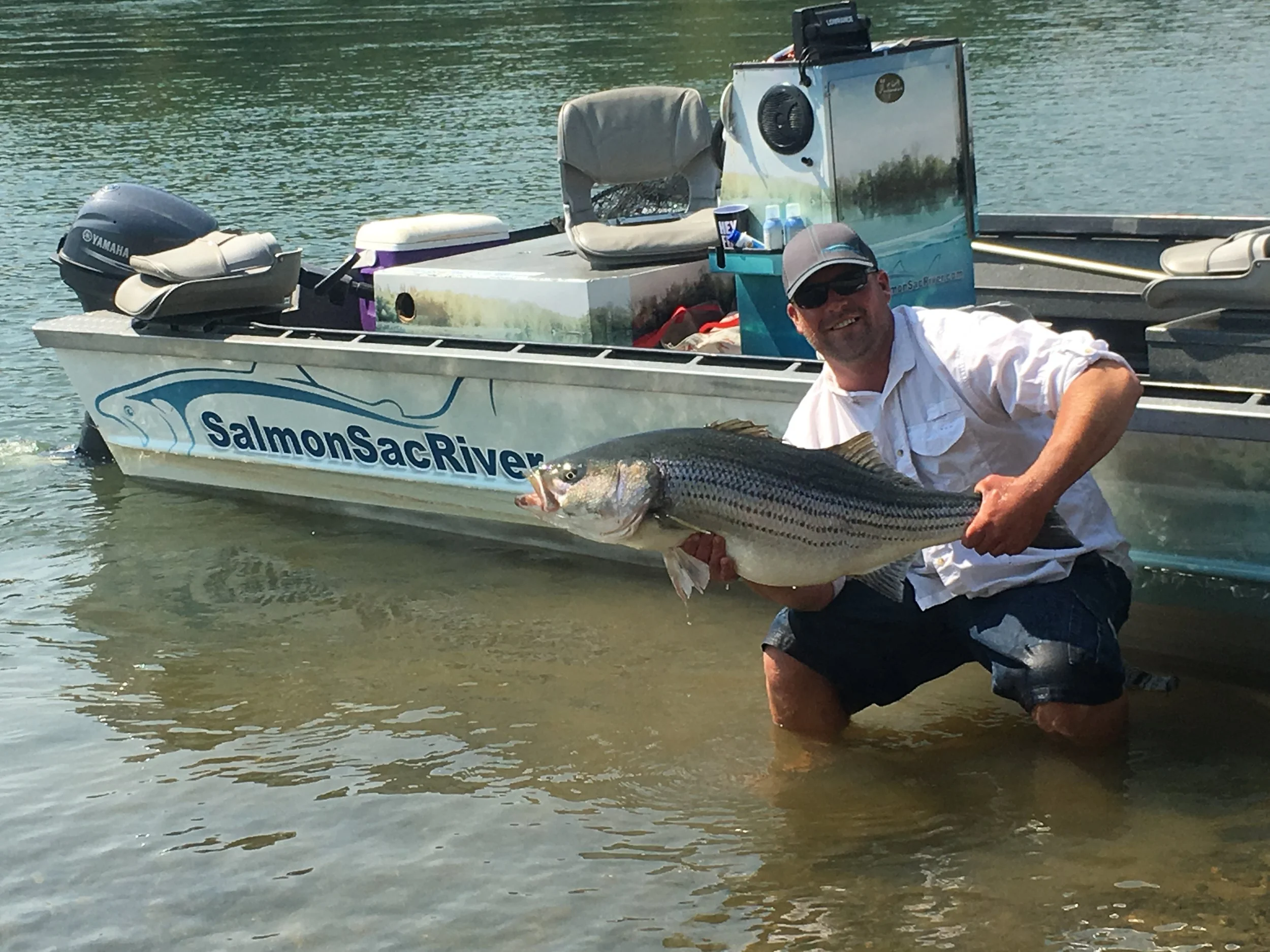 36 Pound Sacramento River Striped Bass Caught On September 6, 2016