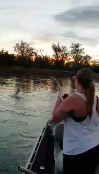 Sacramento River Salmon Jumps During Fight, September 19, 2016