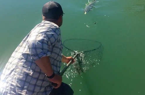 Mike Rasmussen Netting A Sacramento River Salmon
