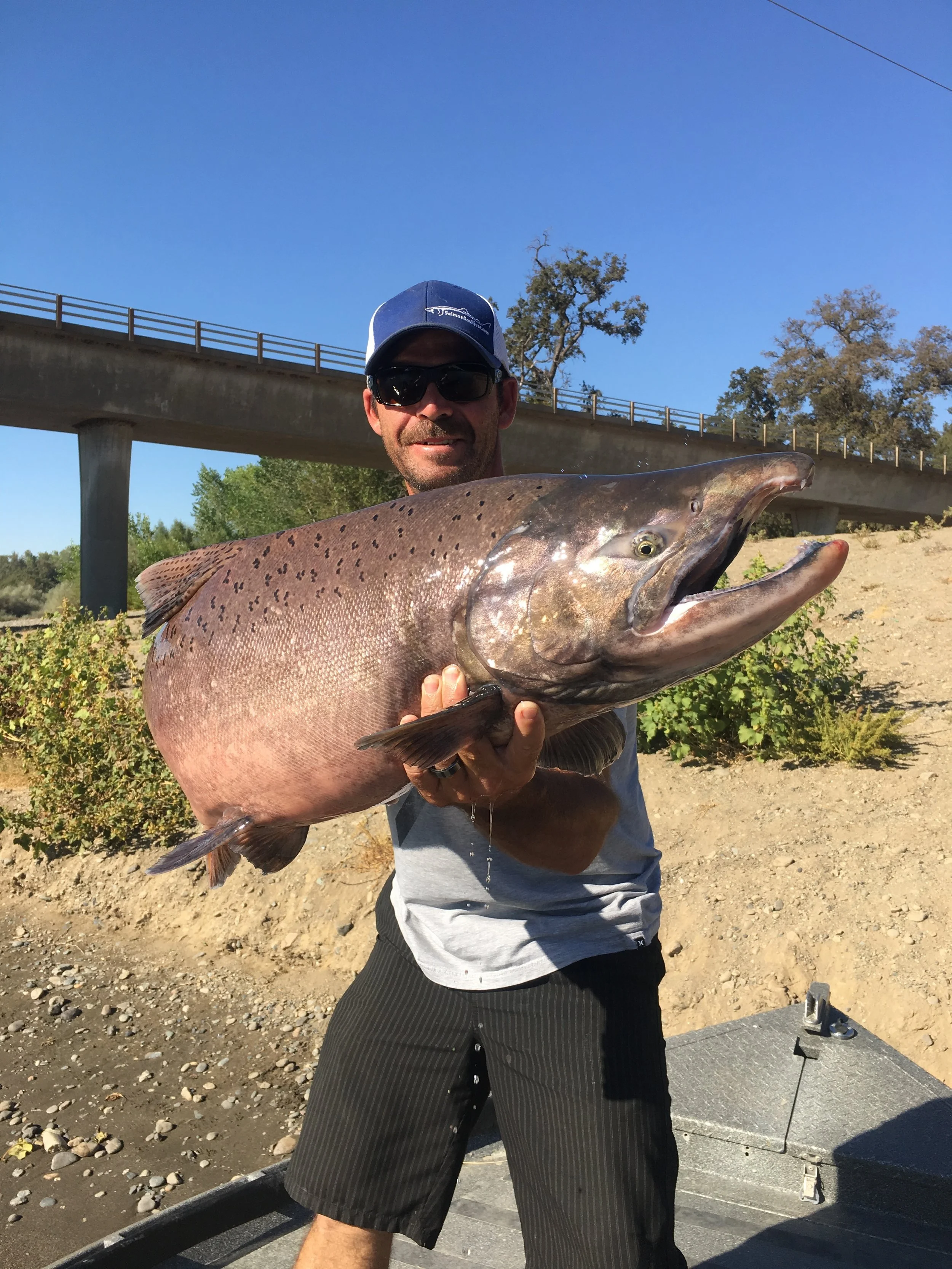 Big Buck Sacramento River Salmon Caught September 27, 2016